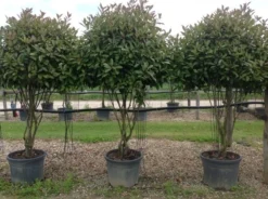 Meerstammige Glansmispel (Photinia Fraseri 'Red Robin') -Exporteren Groei Planten Winkel photiniaredrobinmeerstammig01