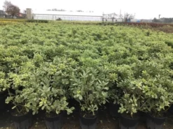 Australische Laurier (Pittosporum Tobira 'Variegatum') -Exporteren Groei Planten Winkel pit