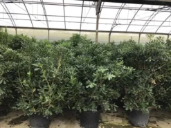 Australische Laurier (Pittosporum Tobira) -Exporteren Groei Planten Winkel pittosporum