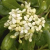 Australische Laurier (Pittosporum Tobira)