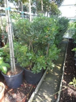 Australische Laurier (Pittosporum Tobira) -Exporteren Groei Planten Winkel pittosporum tobira 100 125 c50