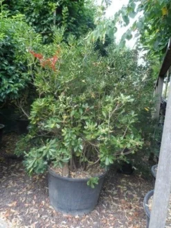 Australische Laurier (Pittosporum Tobira) -Exporteren Groei Planten Winkel pittosporum tobira 150 175 c130
