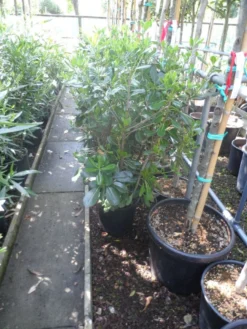 Australische Laurier (Pittosporum Tobira) -Exporteren Groei Planten Winkel pittosporum tobira c10