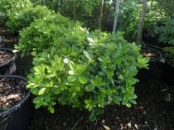 Australische Laurier (Pittosporum Tobira 'Nanum') -Exporteren Groei Planten Winkel pittosporum tobira nanum c10