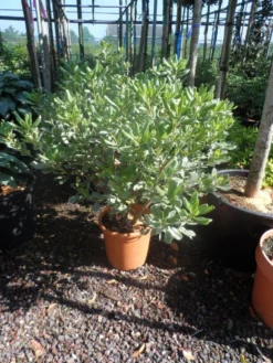 Australische Laurier (Pittosporum Tobira 'Variegatum') -Exporteren Groei Planten Winkel pittosporum tobira variegatum c10