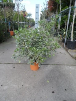 Australische Laurier (Pittosporum Tobira 'Variegatum') -Exporteren Groei Planten Winkel pittosporum tobira variegatum c10
