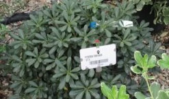 Australische Laurier (Pittosporum Tobira 'Nanum') -Exporteren Groei Planten Winkel pittosprum tobira nanum