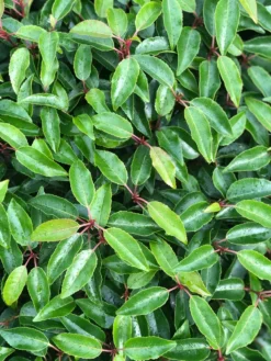 Portugese Laurier Als Grote Bolvorm (Prunus Lusitanica 'Angustifolia') -Exporteren Groei Planten Winkel prunus l. angustifolia blad