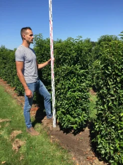 Nieuwe Producten -Exporteren Groei Planten Winkel prunus l ang 150175 1