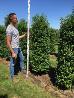 Grote Portugese Laurier (Prunus Lusitanica 'Angustifolia') -Exporteren Groei Planten Winkel prunus l ang 175200 2