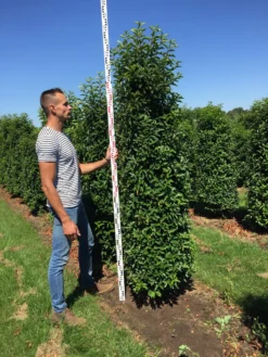 Grote Portugese Laurier (Prunus Lusitanica 'Angustifolia') -Exporteren Groei Planten Winkel prunus l ang 200250 1