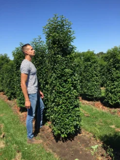 Grote Portugese Laurier (Prunus Lusitanica 'Angustifolia') -Exporteren Groei Planten Winkel prunus l ang 200250 2 1