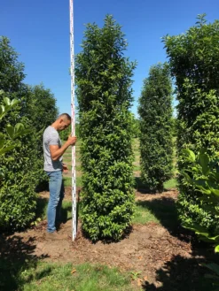 Grote Portugese Laurier (Prunus Lusitanica 'Angustifolia') -Exporteren Groei Planten Winkel prunus l ang 300350 2
