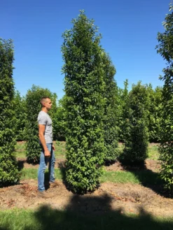 Grote Portugese Laurier (Prunus Lusitanica 'Angustifolia') -Exporteren Groei Planten Winkel prunus l ang 350400