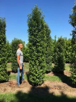 Grote Portugese Laurier (Prunus Lusitanica 'Angustifolia') -Exporteren Groei Planten Winkel prunus l ang 350400 3