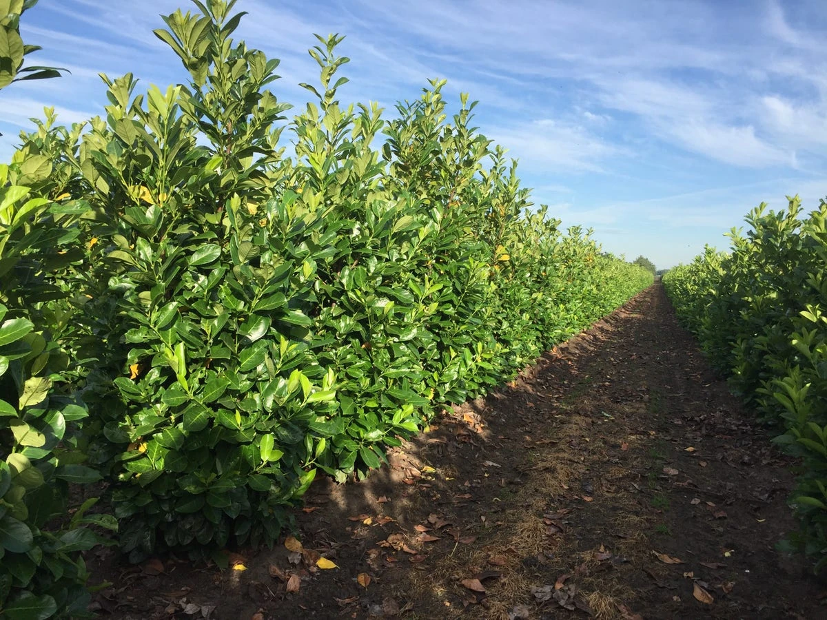 Grote Laurierkers (Prunus Laurocerasus 'Rotundifolia') 1 Grote Laurierkers (Prunus Laurocerasus 'Rotundifolia')