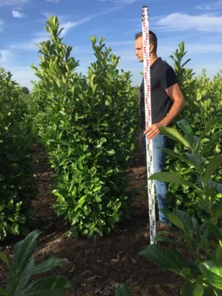 Grote Laurierkers (Prunus Laurocerasus 'Rotundifolia') -Exporteren Groei Planten Winkel prunus l rot 175200 1