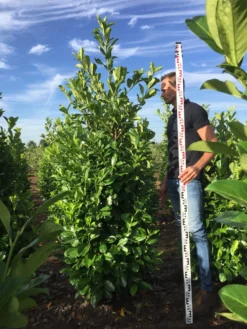 Grote Laurierkers (Prunus Laurocerasus 'Rotundifolia') 12 Grote Laurierkers (Prunus Laurocerasus 'Rotundifolia') -Exporteren Groei Planten Winkel prunus l rot 200225 2