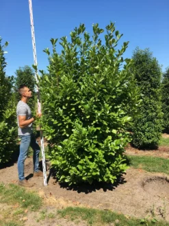Grote Laurierkers (Prunus Laurocerasus 'Rotundifolia') -Exporteren Groei Planten Winkel prunus l rot 250300 x 100 150 br 1