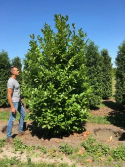 Grote Laurierkers (Prunus Laurocerasus 'Rotundifolia') -Exporteren Groei Planten Winkel prunus l rot 300350 x150 br 1
