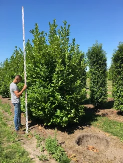 Grote Laurierkers (Prunus Laurocerasus 'Rotundifolia') -Exporteren Groei Planten Winkel prunus l rot 350400 x 150 br 1