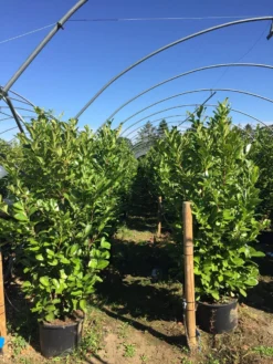 Grote Laurierkers (Prunus Laurocerasus 'Rotundifolia') 16 Grote Laurierkers (Prunus Laurocerasus 'Rotundifolia') -Exporteren Groei Planten Winkel prunus laur. rotundifolia h160180cm 2