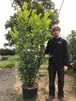 Grote Laurierkers (Prunus Laurocerasus 'Rotundifolia') -Exporteren Groei Planten Winkel prunus laur. rotundifolia h180 200cm 1