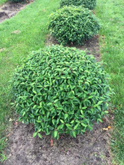 Portugese Laurier Als Grote Bolvorm (Prunus Lusitanica 'Angustifolia') -Exporteren Groei Planten Winkel prunus lus. angustifolia bol