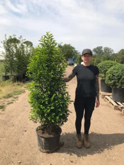 Grote Portugese Laurier (Prunus Lusitanica 'Angustifolia') -Exporteren Groei Planten Winkel prunus lus. angustifolia h140160 2