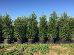 Grote Portugese Laurier (Prunus Lusitanica 'Angustifolia') -Exporteren Groei Planten Winkel prunus lus. angustifolia h160180cm 2