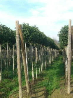 Portugese Laurier Als Boom (Prunus Lusitanica 'Angustifolia') -Exporteren Groei Planten Winkel prunus lusitanica
