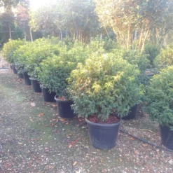 Portugese Laurier Als Bol (Prunus Lusitanica 'Angustifolia') -Exporteren Groei Planten Winkel prunus lusitanica 1 1