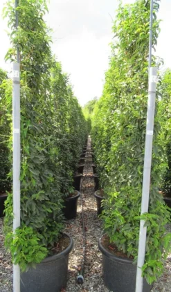 Portugese Laurier Als Leivorm (Prunus Lusitanica 'Angustifolia') -Exporteren Groei Planten Winkel prunus lusitanica 110x180 leivorm 2