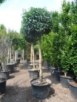 Portugese Laurier Als Boom (Prunus Lusitanica) -Exporteren Groei Planten Winkel prunus lusitanica 20 25ho c160