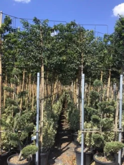 Portugese Laurier Als Leiboom (Prunus Lusitanica) 7 Portugese Laurier Als Leiboom (Prunus Lusitanica) -Exporteren Groei Planten Winkel prunus lusitanica 5