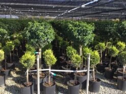 Portugese Laurier Op Stam (Prunus Lusitanica 'Angustifolia') -Exporteren Groei Planten Winkel prunus lusitanica 80cm stam