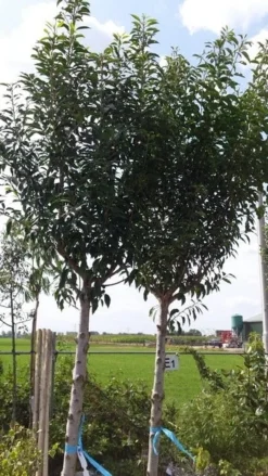 Portugese Laurier Als Boom (Prunus Lusitanica 'Angustifolia') -Exporteren Groei Planten Winkel prunus lusitanica als boom01