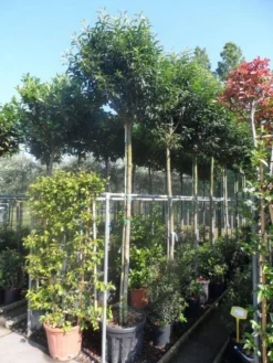 Portugese Laurier Als Boom (Prunus Lusitanica 'Angustifolia') -Exporteren Groei Planten Winkel prunus lusitanica angustifolia