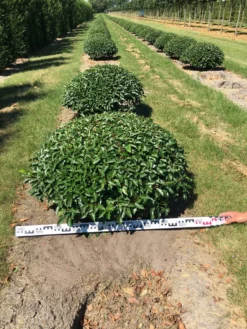 Portugese Laurier Als Grote Bolvorm (Prunus Lusitanica 'Angustifolia') -Exporteren Groei Planten Winkel prunus lusitanica angustifolia 100 cm breed bol drkl