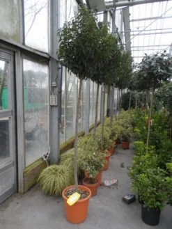 Portugese Laurier Als Boom (Prunus Lusitanica 'Angustifolia') -Exporteren Groei Planten Winkel prunus lusitanica angustifolia 150stam c25