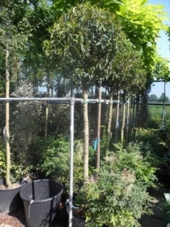 Portugese Laurier Als Boom (Prunus Lusitanica 'Angustifolia') -Exporteren Groei Planten Winkel prunus lusitanica angustifolia 150stam c35