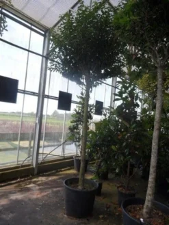 Portugese Laurier Als Boom (Prunus Lusitanica 'Angustifolia') -Exporteren Groei Planten Winkel prunus lusitanica angustifolia 16 18ho c90