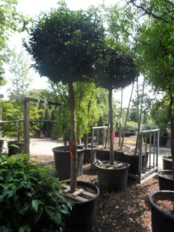 Portugese Laurier Als Boom (Prunus Lusitanica 'Angustifolia') -Exporteren Groei Planten Winkel prunus lusitanica angustifolia 18 20 ho c130