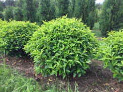 Portugese Laurier Als Grote Bolvorm (Prunus Lusitanica 'Angustifolia') -Exporteren Groei Planten Winkel prunus lusitanica angustifolia 90 cm breed bol drkl