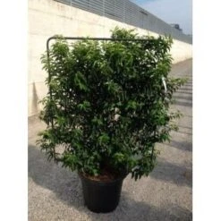 Portugese Laurier Als Leivorm (Prunus Lusitanica 'Angustifolia') 9 Portugese Laurier Als Leivorm (Prunus Lusitanica 'Angustifolia') -Exporteren Groei Planten Winkel prunus lusitanica angustifolia 95x110 leivorm 3
