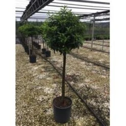 Portugese Laurier Op Stam (Prunus Lusitanica 'Angustifolia') -Exporteren Groei Planten Winkel prunus lusitanica angustifolia halfstam