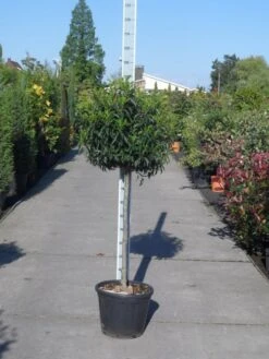 Portugese Laurier Op Stam (Prunus Lusitanica 'Angustifolia') -Exporteren Groei Planten Winkel prunus lusitanica angustifolia halfstam c25