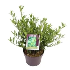 Laurierkers (Prunus Laurocerasus 'Sofia') -Exporteren Groei Planten Winkel prunuslsofia03 1