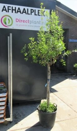 Granaatappel Op Stam (Punica Granatum) 9 Granaatappel Op Stam (Punica Granatum) -Exporteren Groei Planten Winkel punica01