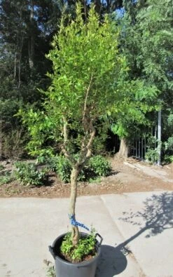 Granaatappel Op Stam (Punica Granatum) 8 Granaatappel Op Stam (Punica Granatum) -Exporteren Groei Planten Winkel punica03